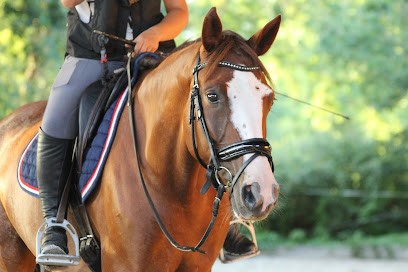 Elevage De Kerlo, Centre Equestres à Saint-Lyphard