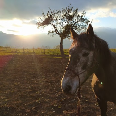 Unalome, équithérapie, médiation avec les équidés., Pension pour Chevaux à Saint-Martin-le-Vinoux