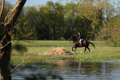 Centre Équestre Maison Guiseau - Balades À Cheval, Centre Équestre à Brissac Loire Aubance