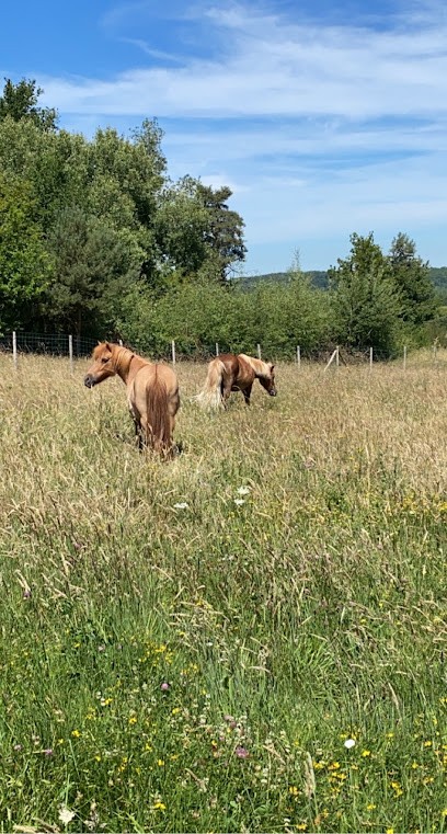 Abc Poney, Centre Equestres à Druye