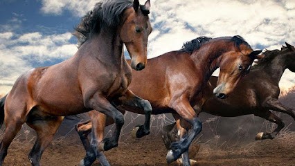 LEROY GAELLE NEE CHAUFFOUR, Pension pour Chevaux à Volvic