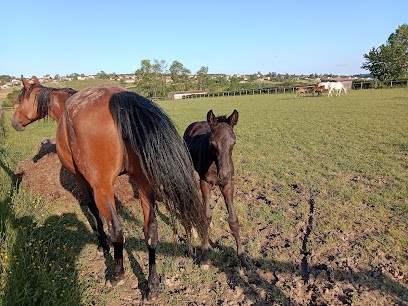 Equestrian Center Chevagny Les Chevrières, Centre Equestres à Chevagny-les-Chevrières
