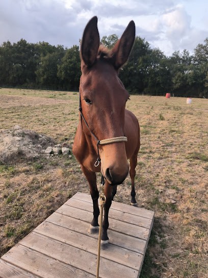 Horse and Liberty ranch, Centre Equestres à Fleurance