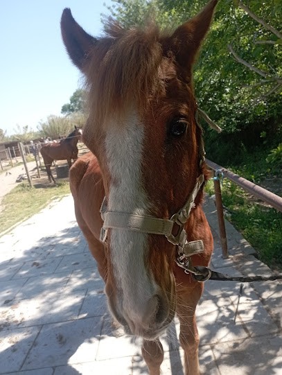HARAS D OBTREE, Centre Equestres à La Crau