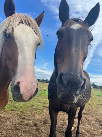 Écurie Val Deux Cœurs, Pension pour Chevaux à La Genétouze