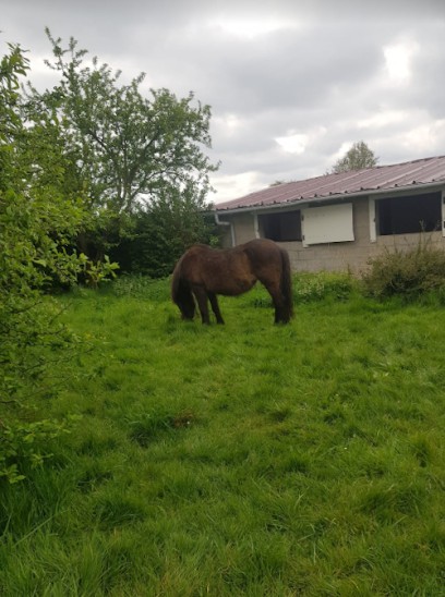 LA PENSION DU CHEMIN BLANC, Pension pour Chevaux à Brouckerque