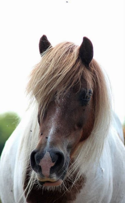 Horse Farm Les Chevaliers, Centre Equestres à Penol