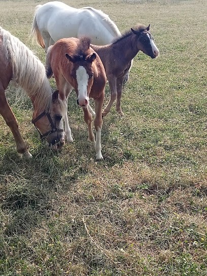 Ecurie Clerc, Centre Equestres à Voulême