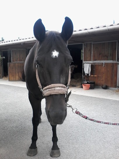 CENTRE EQUESTRE DES CYPRES, Centre Equestres au Muy