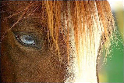 Les Écuries De Palama, Centre Equestres à Marseille 13