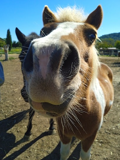 La Capeirone, Centre Equestres à Pernes-les-Fontaines