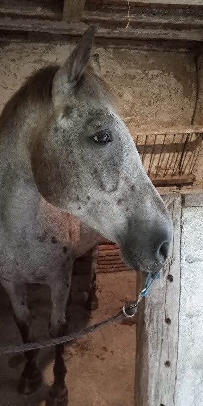 ECURIE DE RIEUTORT, Pension pour Chevaux à Sainte-Foy-de-Peyrolières