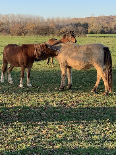 Mareschal Florence, Centre Equestres à Jallerange