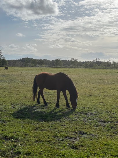 Stables Mont Royal, Centre Equestres à Léon