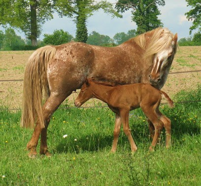 MOONLIGHT FARM, Pension pour Chevaux à Franquevielle