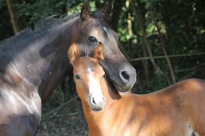 Elevage De La Herviais, Pension pour Chevaux à La Chapelle-Launay