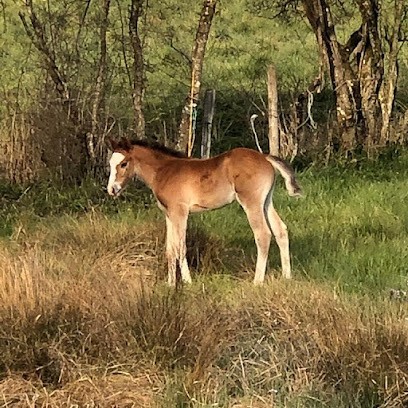 Stud De Bougaux, Pension pour Chevaux à Flavin