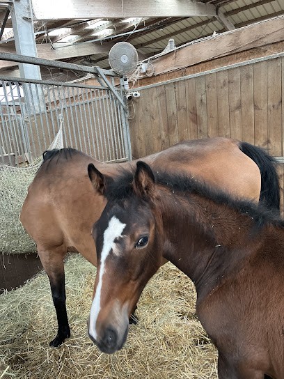 Lc Riding Vlm, Centre Equestres à Villers-la-Montagne