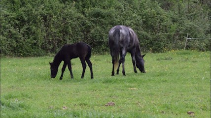 Préscilia Ranch, Centre Equestres à Gayan