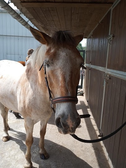 Horse Farm La Sentinelle, Centre Equestres au Val-d'Ajol