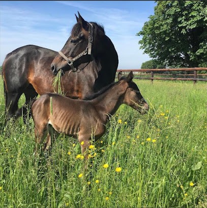 Centre D'insémination - NURSERY EQUINE - Calvados, Pension pour Chevaux à Marolles