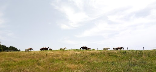 Les Ecuries Du Cousturé, Pension pour Chevaux à Angresse