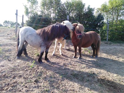 Centre équestre de Saint Félix, Centre Equestres à Saint-Félix-Lauragais