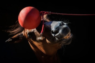 Equi Club Du Brusc, Centre Equestres à Six-Fours-les-Plages