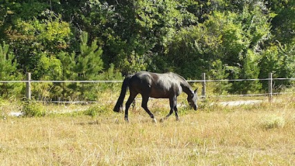 Ecuries De Chenay, Pension pour Chevaux à Chenay