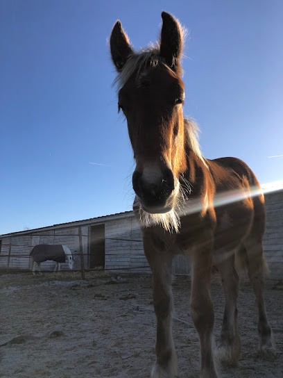 Domaine Equestre De St Mesmes, Centre Equestres à Saint-Mesmes