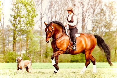 J Horse Events, Pension pour Chevaux à Courpière