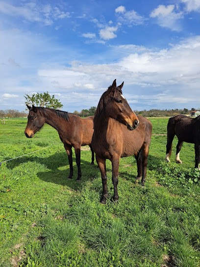 Les écuries D'Hélou, Pension pour Chevaux à Samazan