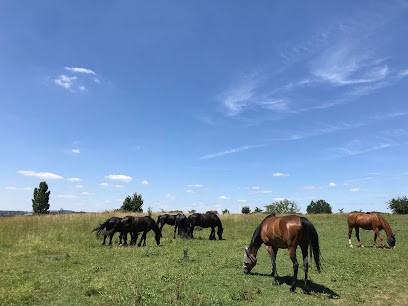 Les Ecuries Du Poney Fringant, Pension pour Chevaux à Balma
