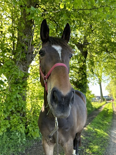 L’Ecurie du Moulinet, Pension pour Chevaux à Tours-en-Vimeu