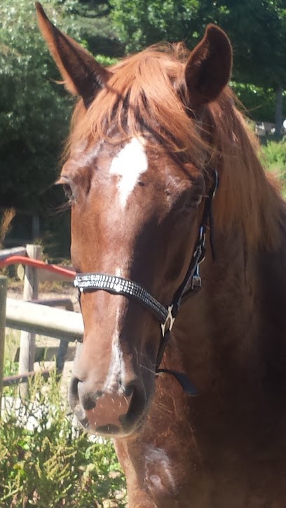 Horse Land Complex, Centre Equestres à Massieux