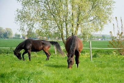 Ecurie Des Weppes, Pension pour Chevaux à Fournes-en-Weppes