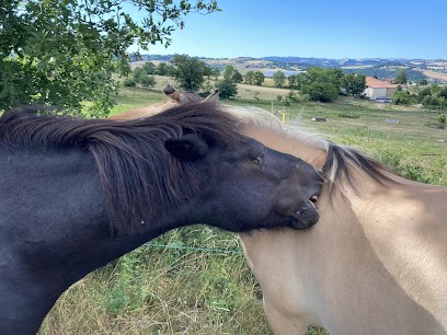 Equestrian Center Du Pilat / Ecurie Chardon, Centre Equestres à Saint-Chamond