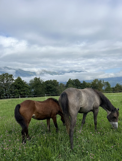 Harmoniequine Pension Pour Chevaux à Bonvillard
