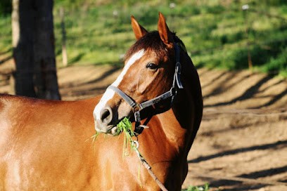 Ecuries d'Abako, Centre Equestres à Montaigut-sur-Save