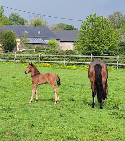 Haras D'Ambreval, Centre Equestres à La Bazouge-de-Chemeré