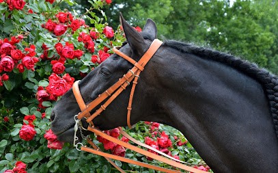 Ecurie DLM, Centre Equestres à Cruet