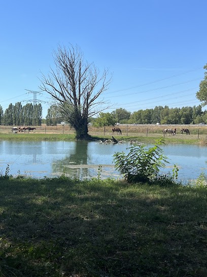 Area Equestrian De L'étang, Centre Equestres à Meyrargues