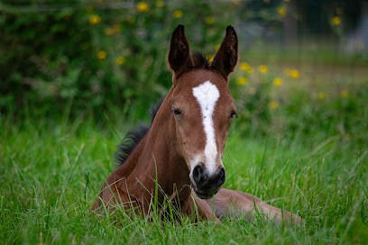 Écurie de Boucheville, Centre Equestres à Neuville-sur-Authou