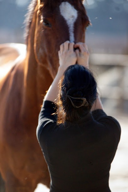 Ecurie De Launac, Centre Equestres à Fabrègues