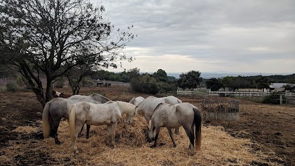 Saint Baudile Equitation, Centre Equestres à Fabrègues