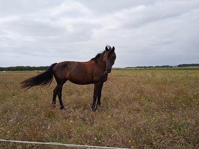 Equestrian Center De L'etang, Centre Equestres à Mornac-sur-Seudre