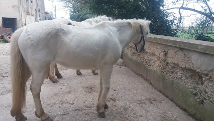 Equestrian Center Du Sepey, Centre Equestres à Montluel