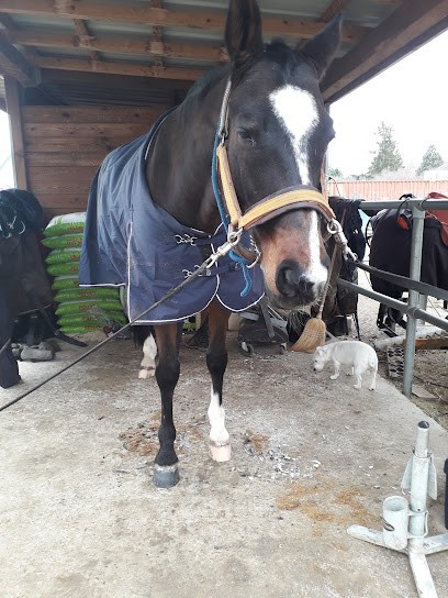 Recreation Equestrian Du Dachsbuhl Colmar, Centre Equestres à Colmar