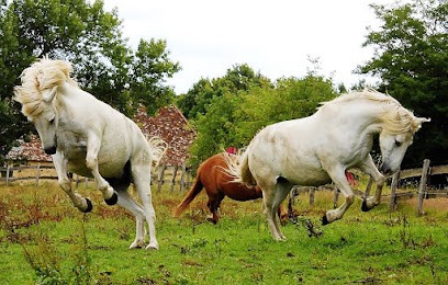 Cavalerie Des Mésangères, Centre Equestres à Mézeray