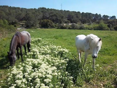 Ecuries du Talagard, Pension pour Chevaux à Salon-de-Provence